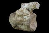 Rare, Iguanodon Cervical Vertebra - Isle Of Wight #97659-1